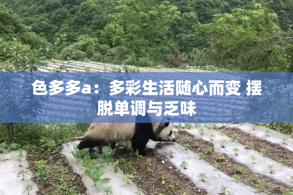 色多多a：多彩生活随心而变 摆脱单调与乏味