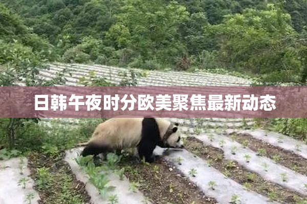 日韩午夜时分欧美聚焦最新动态