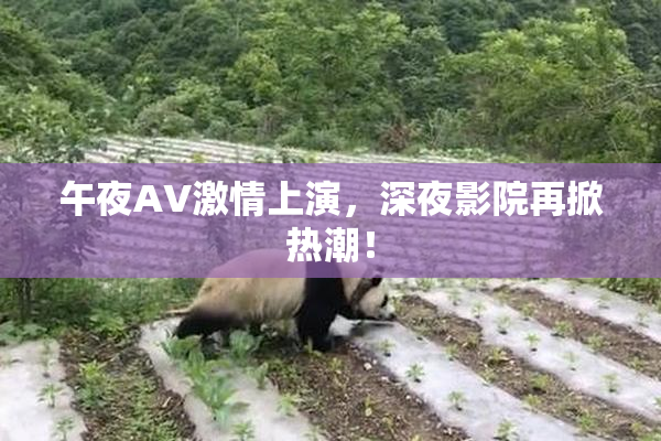 午夜AV激情上演，深夜影院再掀热潮！