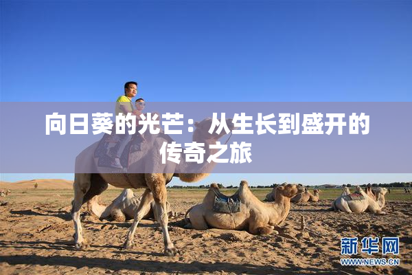 向日葵的光芒：从生长到盛开的传奇之旅