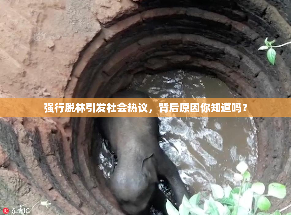 强行脱林引发社会热议，背后原因你知道吗？