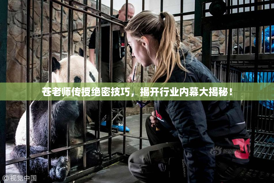 苍老师传授绝密技巧，揭开行业内幕大揭秘！