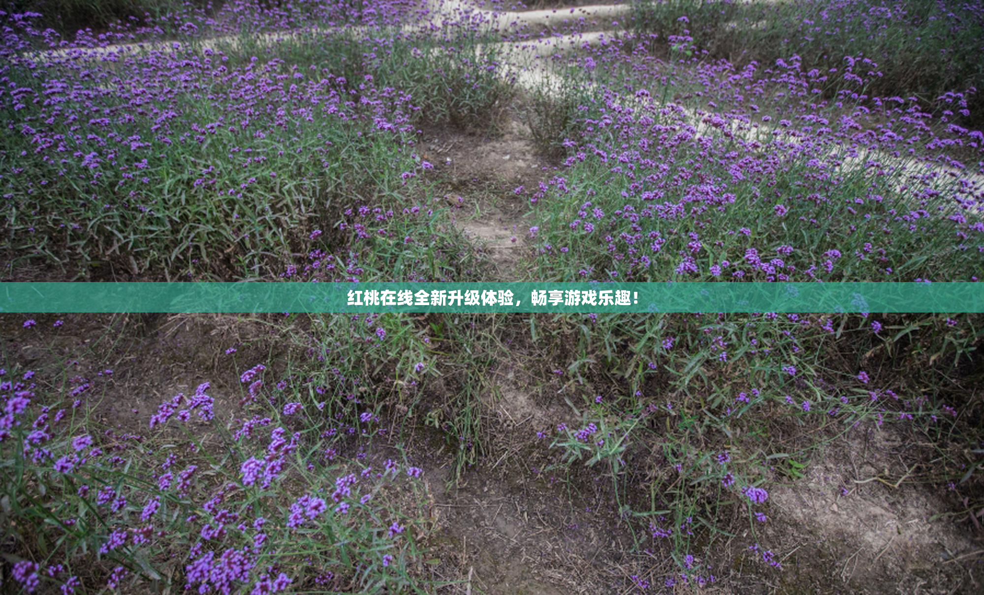 红桃在线全新升级体验，畅享游戏乐趣！