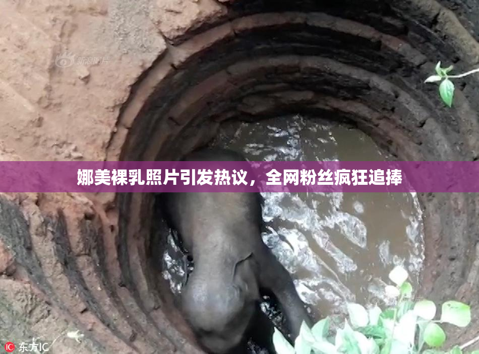 娜美裸乳照片引发热议，全网粉丝疯狂追捧