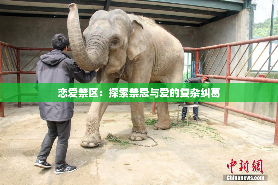 恋爱禁区：探索禁忌与爱的复杂纠葛