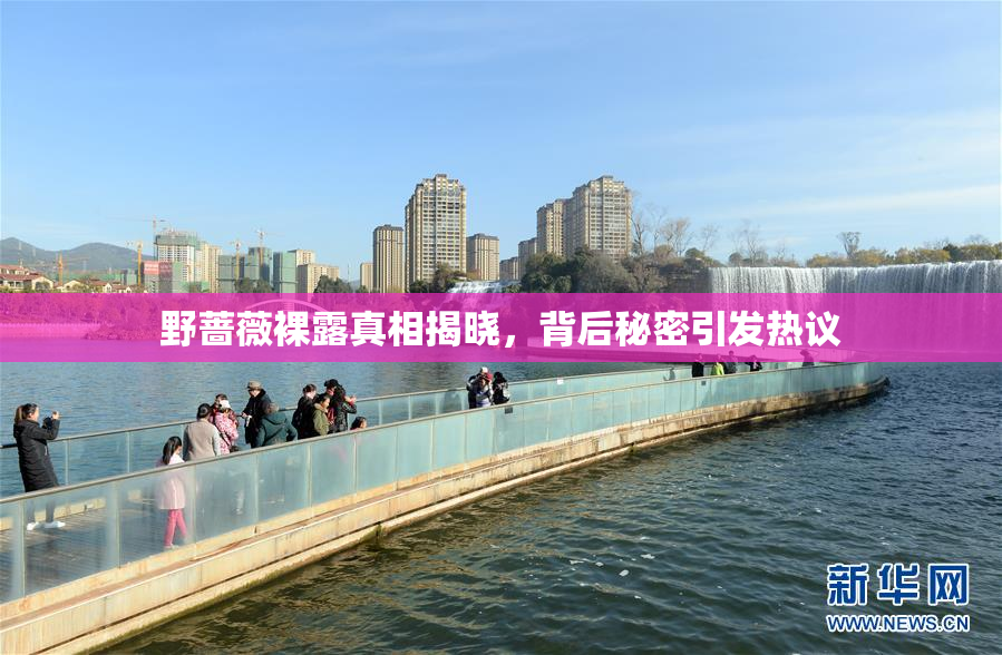 野蔷薇裸露真相揭晓，背后秘密引发热议