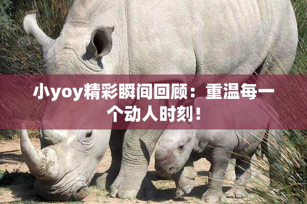 小yoy精彩瞬间回顾：重温每一个动人时刻！