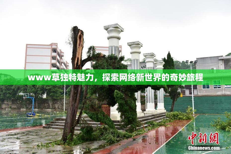 www草独特魅力，探索网络新世界的奇妙旅程