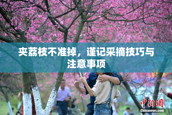 夹荔枝不准掉，谨记采摘技巧与注意事项