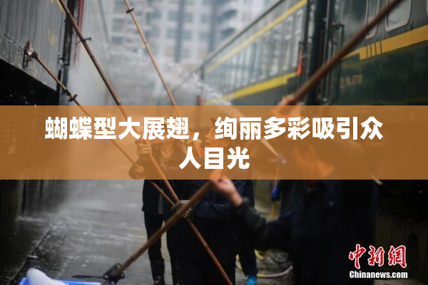 蝴蝶型大展翅，绚丽多彩吸引众人目光