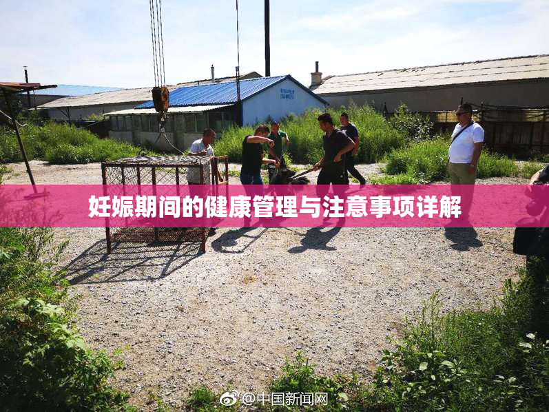 妊娠期间的健康管理与注意事项详解