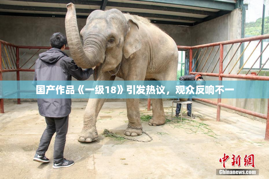 国产作品《一级18》引发热议，观众反响不一