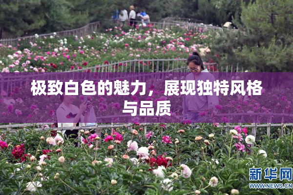 极致白色的魅力，展现独特风格与品质