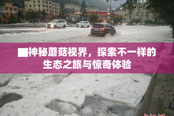▇神秘蘑菇视界，探索不一样的生态之旅与惊奇体验
