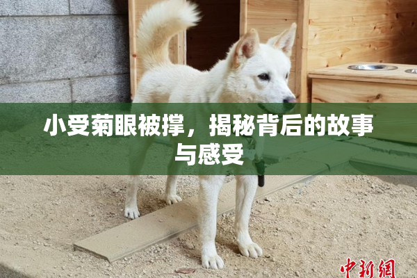 小受菊眼被撑，揭秘背后的故事与感受