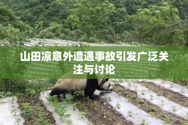 山田凉意外遭遇事故引发广泛关注与讨论