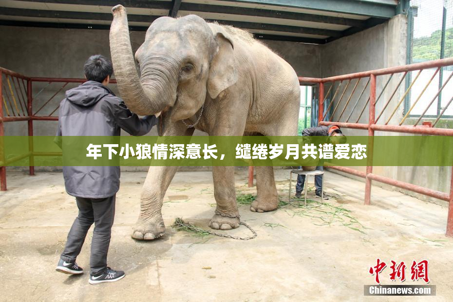 年下小狼情深意长，缱绻岁月共谱爱恋