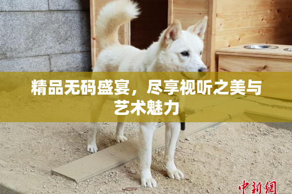 精品无码盛宴，尽享视听之美与艺术魅力