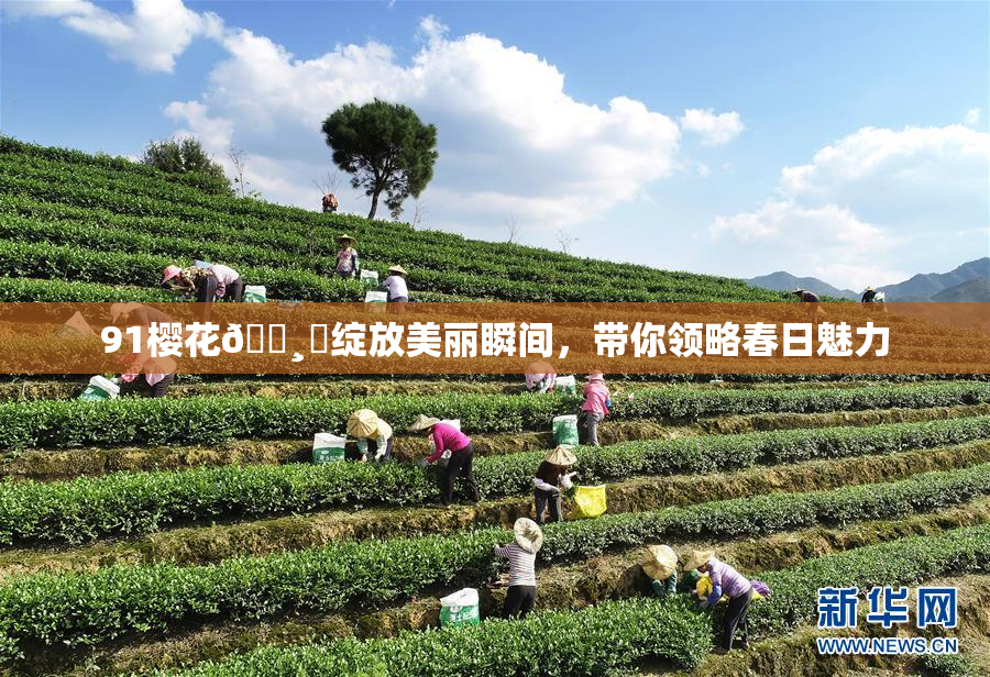 91樱花🌸‌绽放美丽瞬间，带你领略春日魅力