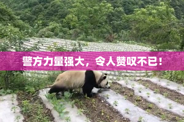 警方力量强大，令人赞叹不已！