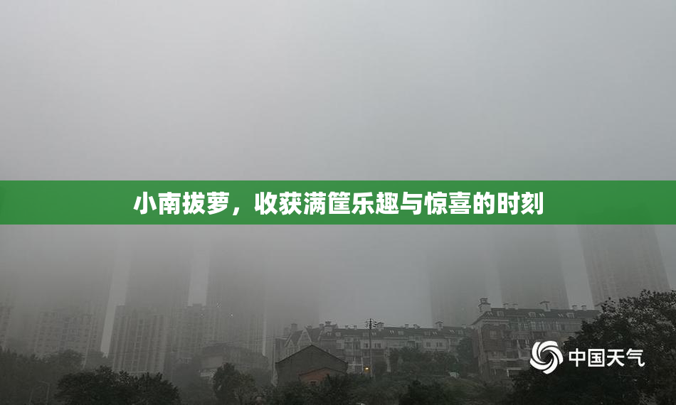 小南拔萝，收获满筐乐趣与惊喜的时刻