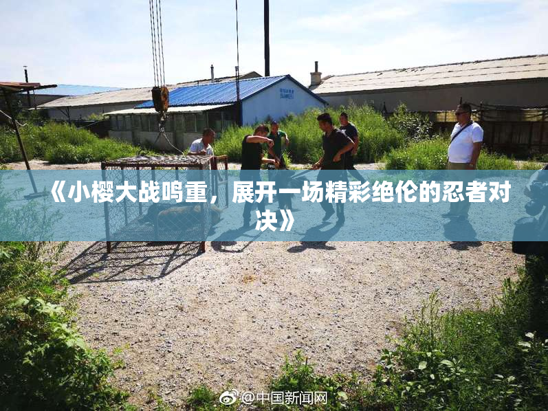 《小樱大战鸣重，展开一场精彩绝伦的忍者对决》
