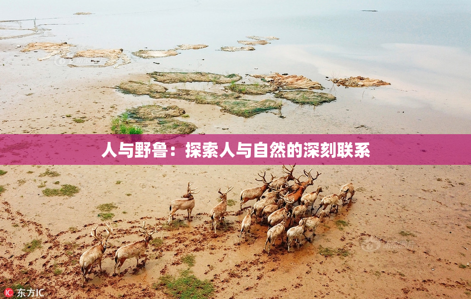 人与野鲁：探索人与自然的深刻联系