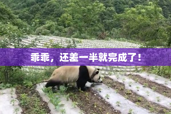 乖乖，还差一半就完成了！