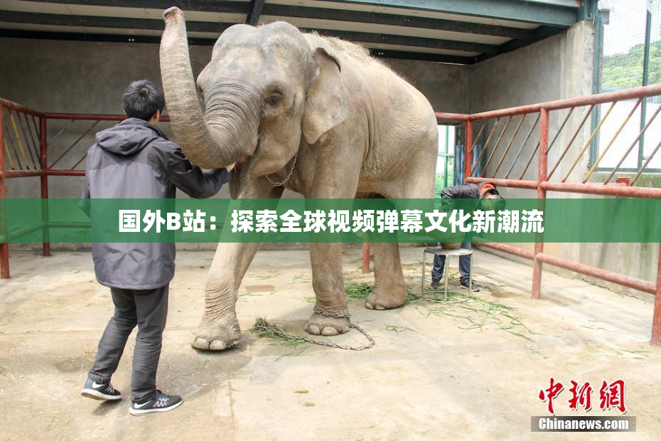 国外B站：探索全球视频弹幕文化新潮流