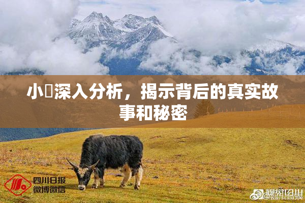 小泬深入分析，揭示背后的真实故事和秘密