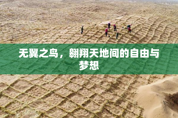 无翼之鸟，翱翔天地间的自由与梦想