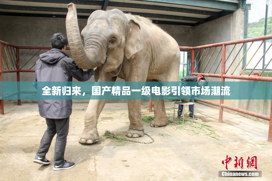 全新归来，国产精品一级电影引领市场潮流