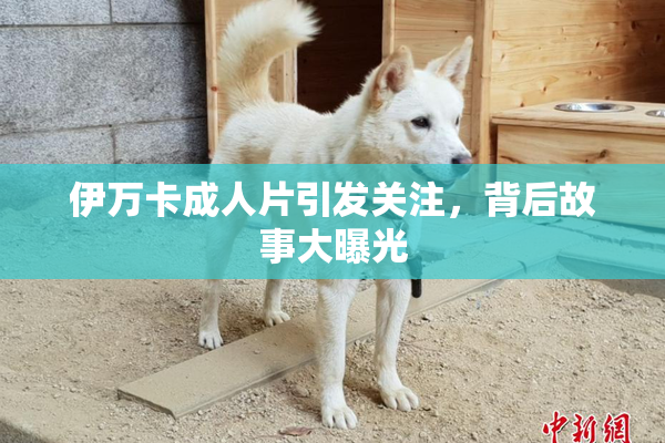 伊万卡成人片引发关注，背后故事大曝光