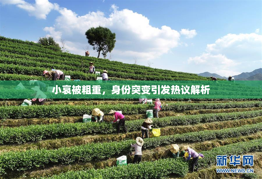小哀被粗重，身份突变引发热议解析
