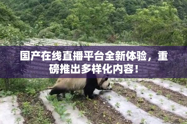 国产在线直播平台全新体验，重磅推出多样化内容！