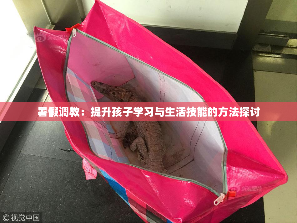 暑假调教：提升孩子学习与生活技能的方法探讨