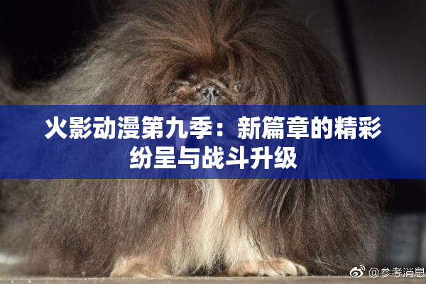 火影动漫第九季：新篇章的精彩纷呈与战斗升级