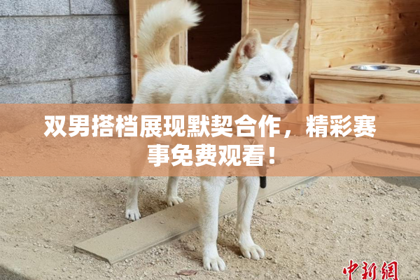 双男搭档展现默契合作，精彩赛事免费观看！