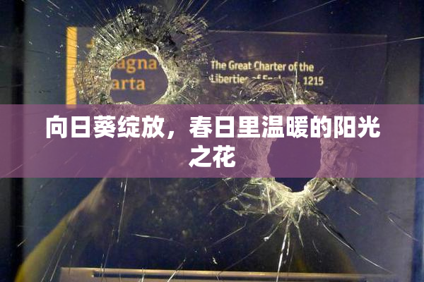 向日葵绽放，春日里温暖的阳光之花