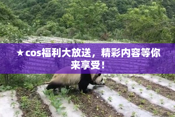 ★cos福利大放送，精彩内容等你来享受！
