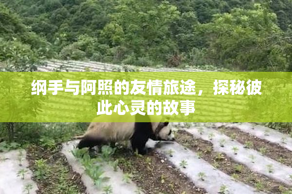 纲手与阿照的友情旅途，探秘彼此心灵的故事
