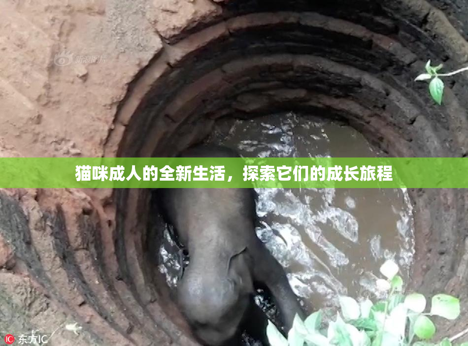 猫咪成人的全新生活，探索它们的成长旅程
