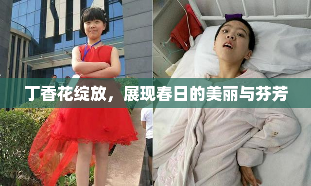 丁香花绽放，展现春日的美丽与芬芳