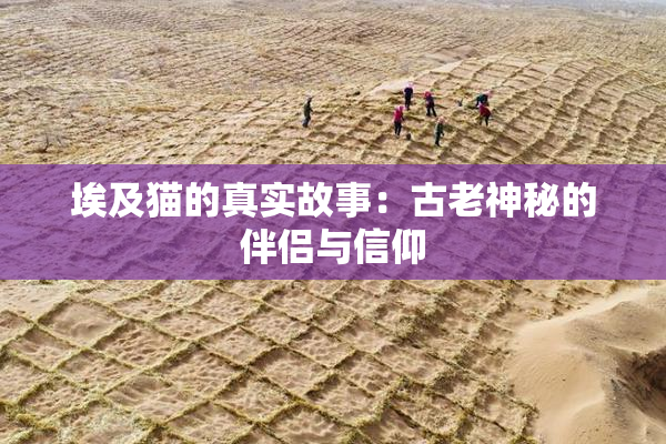 埃及猫的真实故事：古老神秘的伴侣与信仰