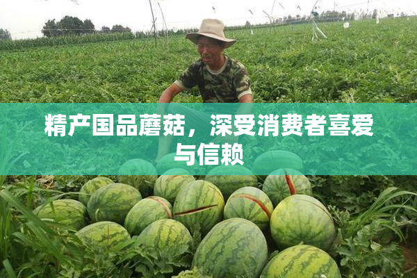 精产国品蘑菇，深受消费者喜爱与信赖