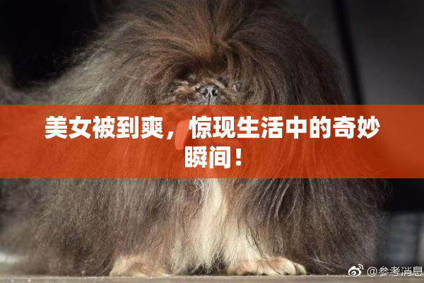 美女被到爽，惊现生活中的奇妙瞬间！