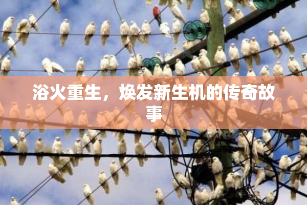 浴火重生，焕发新生机的传奇故事