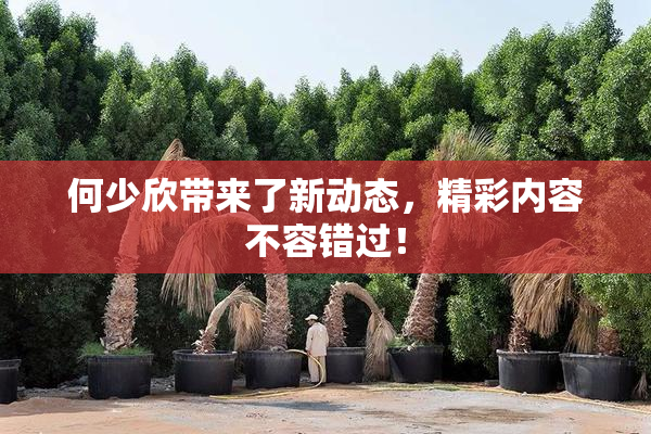 何少欣带来了新动态，精彩内容不容错过！