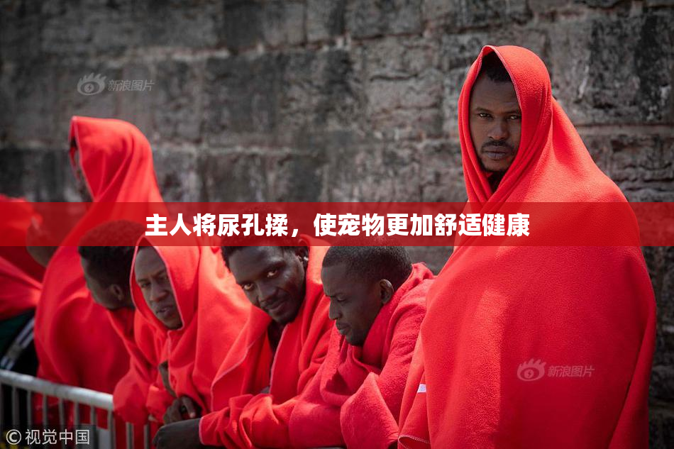 主人将尿孔揉，使宠物更加舒适健康