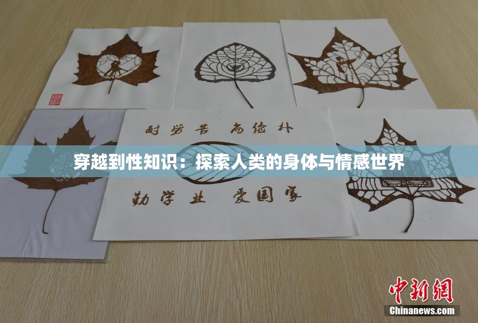 穿越到性知识：探索人类的身体与情感世界